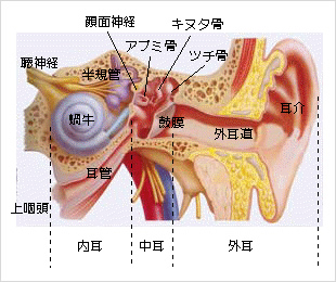 耳の構造